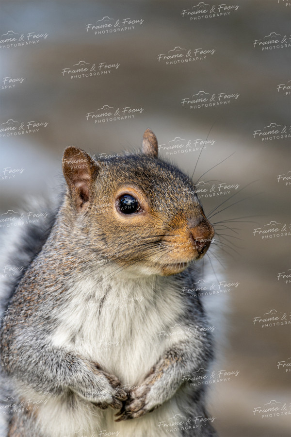 To buy a print or any of the below please click on the images